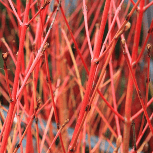 Red Dogwood Bare Root Hedge