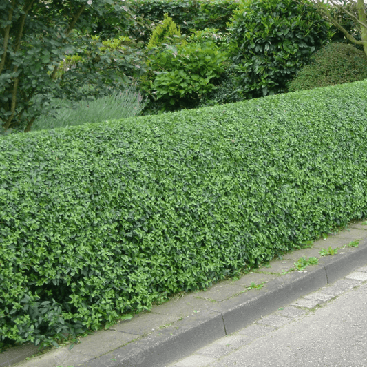 Green Privet Bare Root Hedge