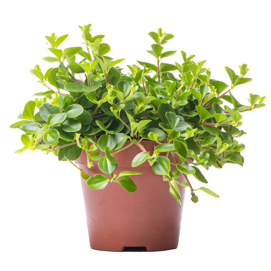 Peperomia rotundifolia