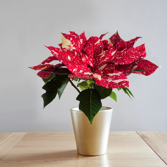 Superba Glitter Poinsettia Christmas Plants