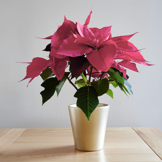 Pink Poinsettia Christmas Plant