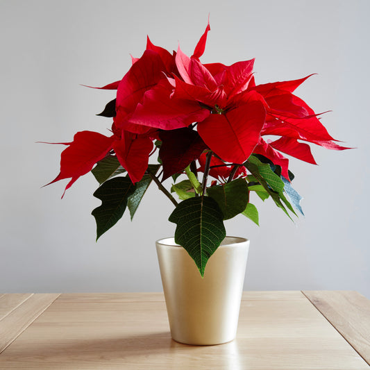 Red Poinsettia Christmas Plant