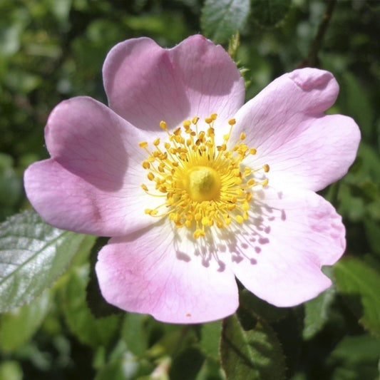 Dog Rose Bare Root Hedge