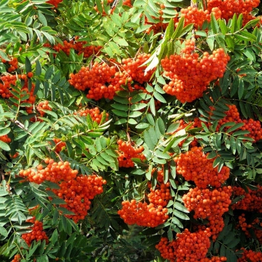 Mountain Ash Rowan Bare Root Hedge