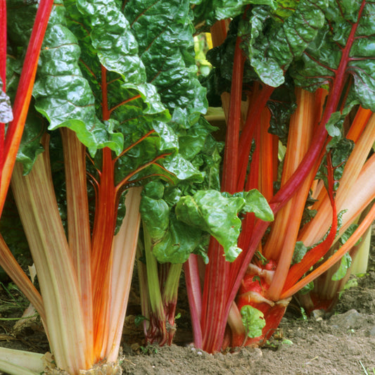 Rhubarb 'Goliath' Bare Root Crowns