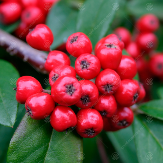 Cotoneaster 'Hybridus Pendulus'