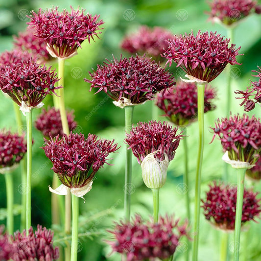 Allium atropurpureum