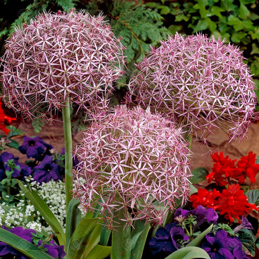 Allium cristophii