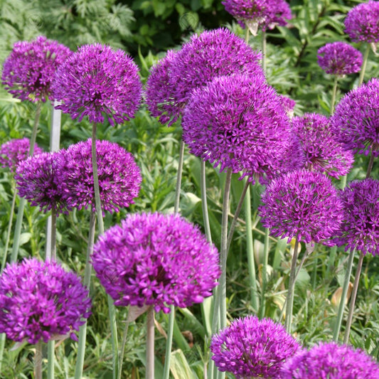 Allium giganteum