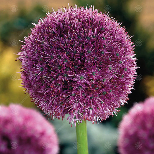 Allium 'Globemaster'