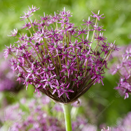 Allium 'Miami'