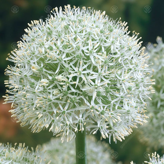 Allium stipitatum 'Mount Everest'