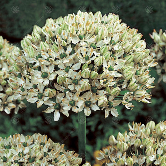 Allium nigrum