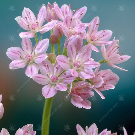 Allium roseum