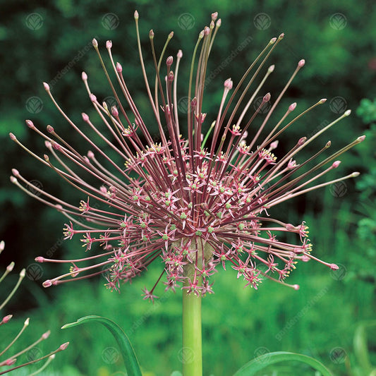 Allium schubertii