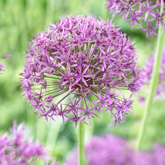 Allium stipitatum 'Violet Beauty'