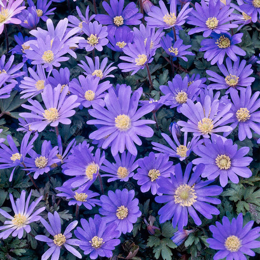 Anemone blanda Blue