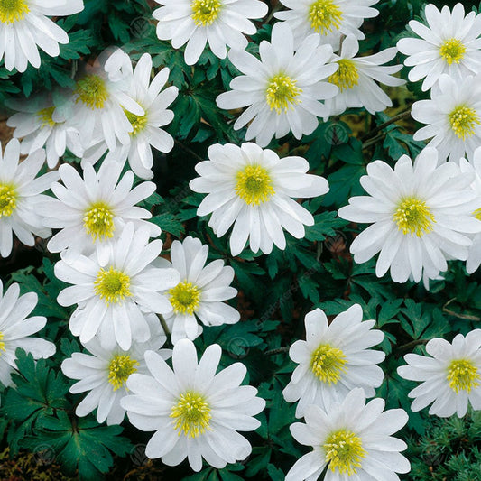 Anemone blanda 'White Splendour'