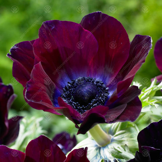 Anemone coronaria 'Bordeaux'