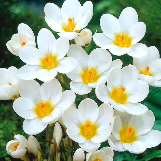 Crocus chrysanthus Ard Schenk