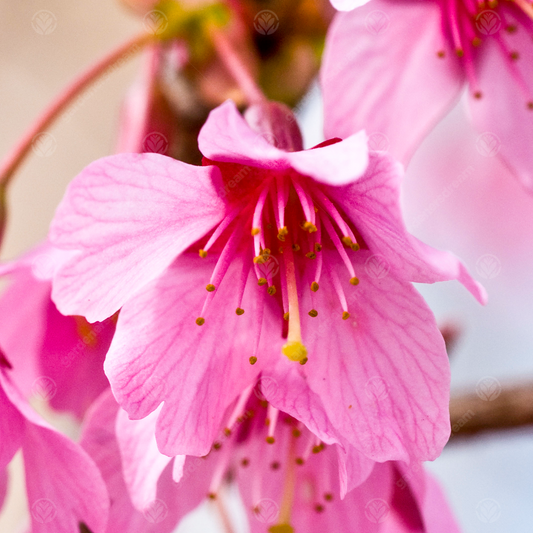 Prunus 'Okamé'