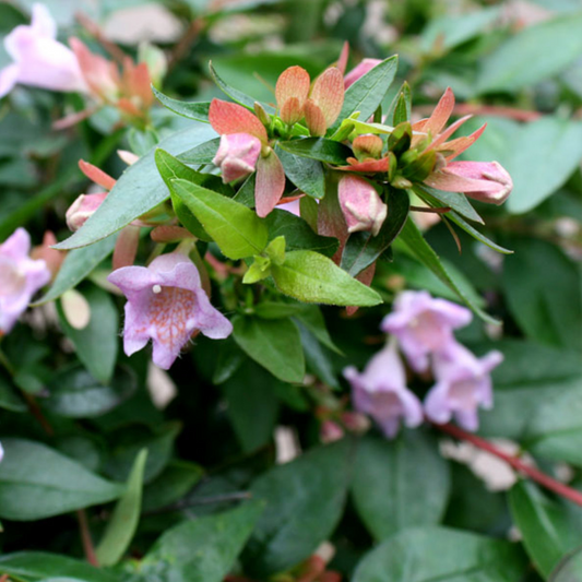 Abelia 'Edward Goucher'