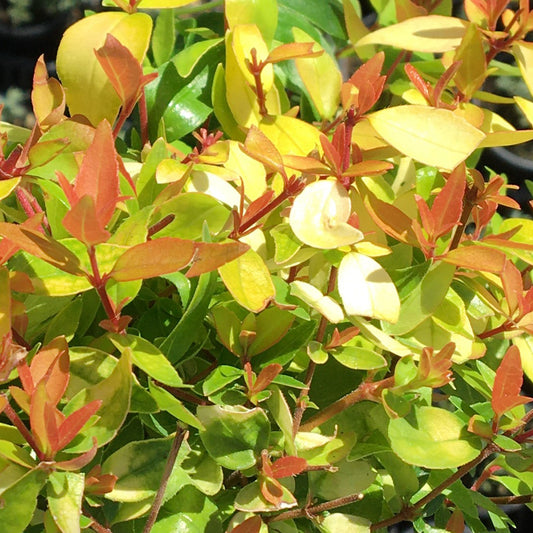 Abelia 'Gold Jewel'