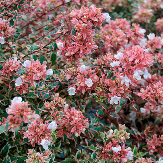 Abelia 'Magic Daydream'