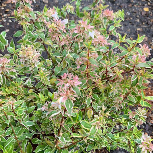 Abelia 'Radiance'