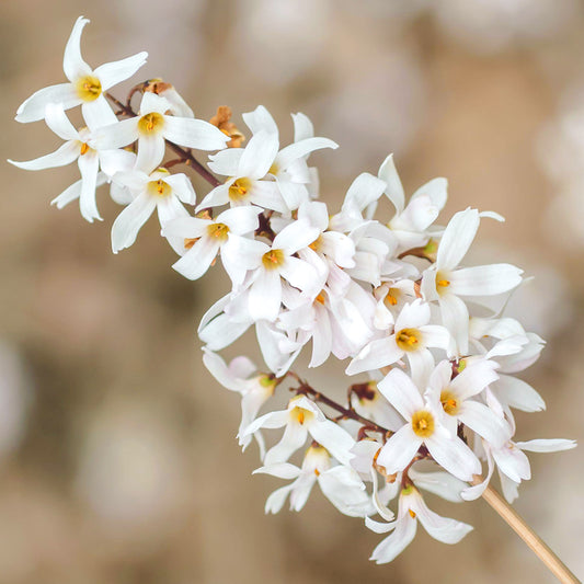 Abeliophyllum 'Roseum'