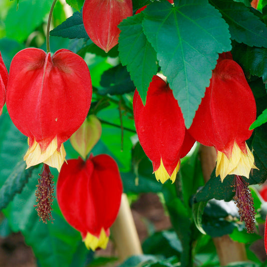 Abutilon megapotamicum