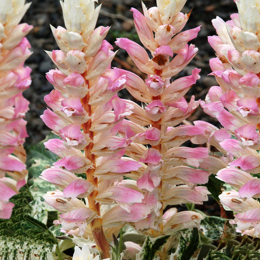 Acanthus 'Tasmanian Angel'