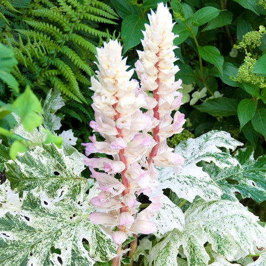 Acanthus 'Whitewater'