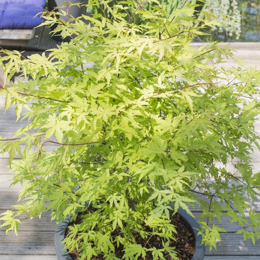 Acer 'Anne Irene'