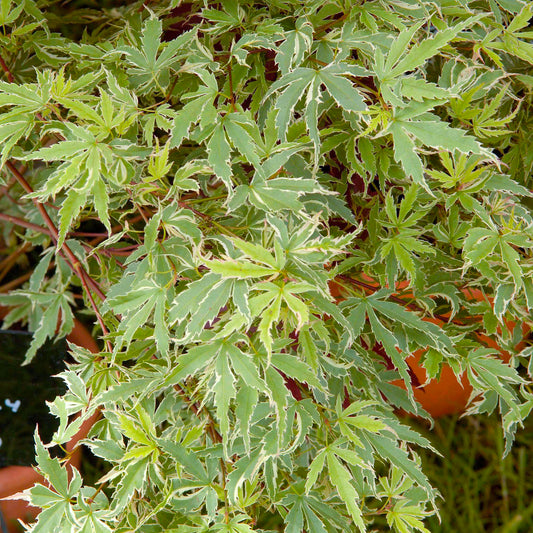 Acer 'Butterfly'