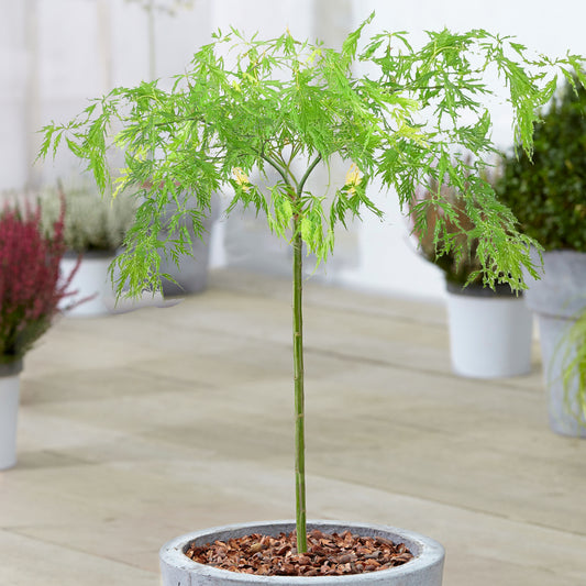 Acer 'Dissectum' Patio Tree