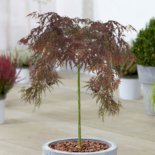 Acer 'Inaba-shidare' Patio Tree