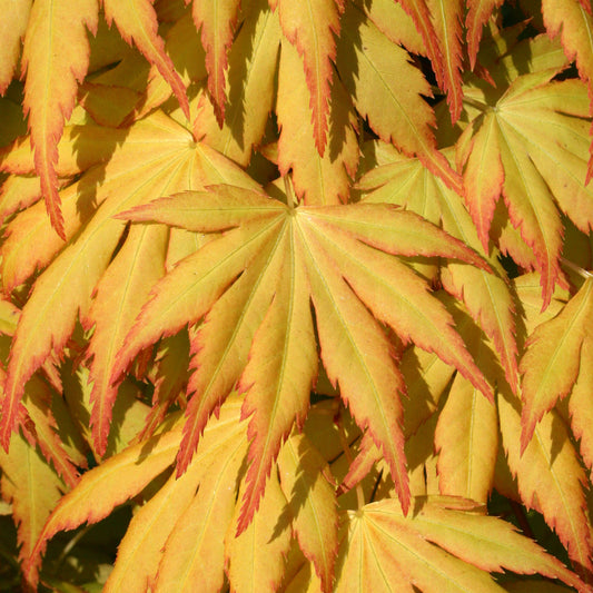 Acer 'Katsura'