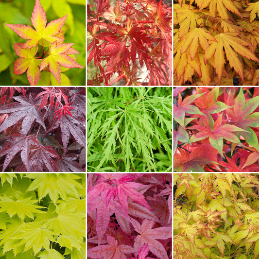 Acer Mix