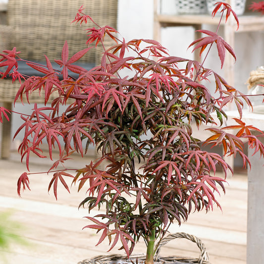 Acer 'Starfish'