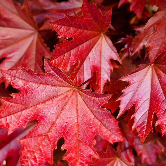 Acer 'Crimson Sentry'