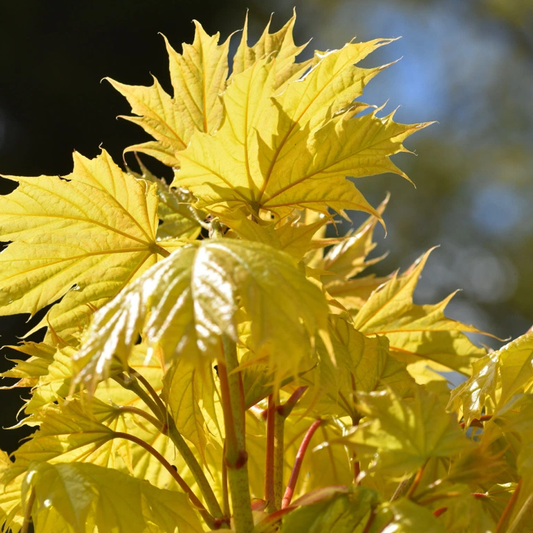 Acer 'Princeton Gold'