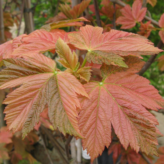 Acer 'Simon-louis Freres'