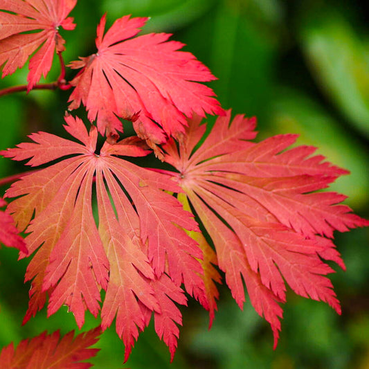 Acer 'Aconitifolium'