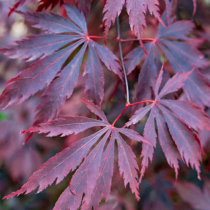 Acer 'Black Lace' | Japanese Maple Tree – Gardeners Dream