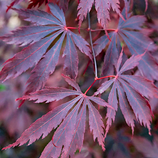 Acer 'Black Lace'