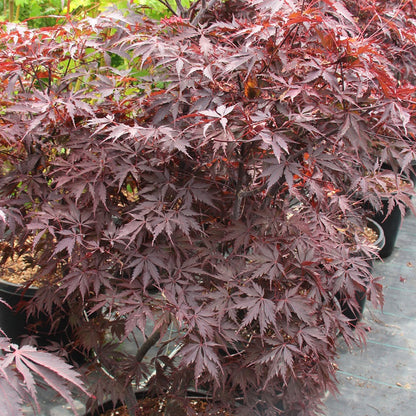 Acer 'Black Lace' | Japanese Maple Tree – Gardeners Dream