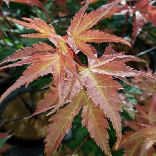 Acer 'Brown Sugar'