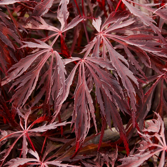 Acer 'Crimson Queen'