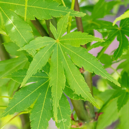 Acer 'Going Green'